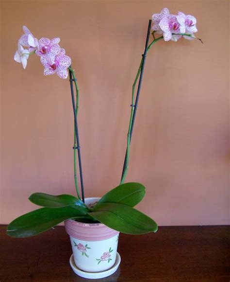 Caring for Orchids as House Plants