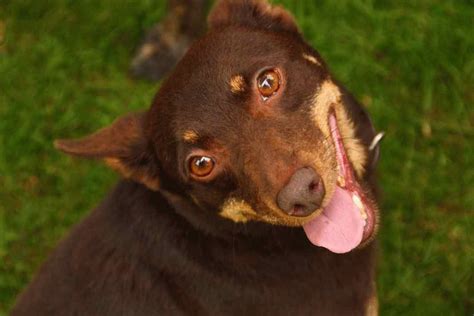 lancashire heeler dog photo | Lancashire Heelers compete in dog agility ...