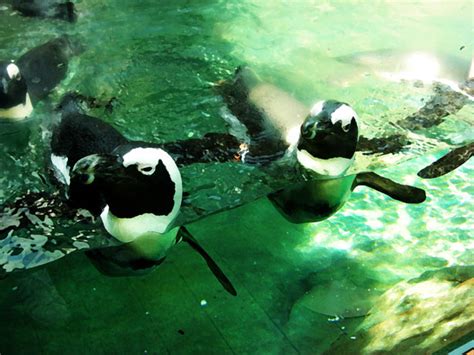 Penguins (animal) Free Stock Photo - Public Domain Pictures