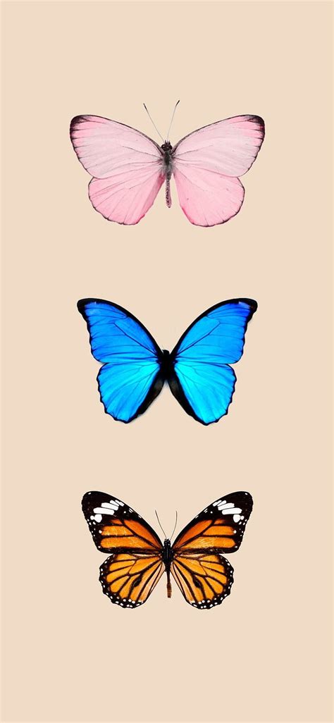 Butterfly backgrounds iPhone iPhone, butterfly iphone HD phone ...