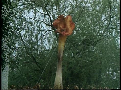 The Day of the Triffids timeline | Timetoast timelines