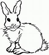 Free Printable Coloring Pages Rabbits sketch template