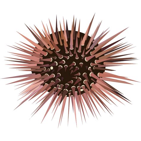 Sea Urchin PNG, SVG Clip art for Web - Download Clip Art, PNG Icon Arts