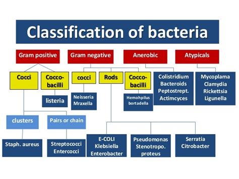 Gram Positive Cocci Antibiotics