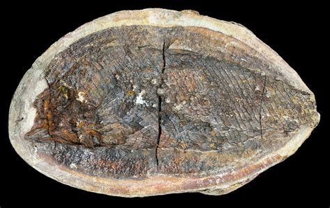 4.6" Triassic Fossil Fish (Boreosomus) In Nodule - Madagascar For Sale (#53655) - FossilEra.com