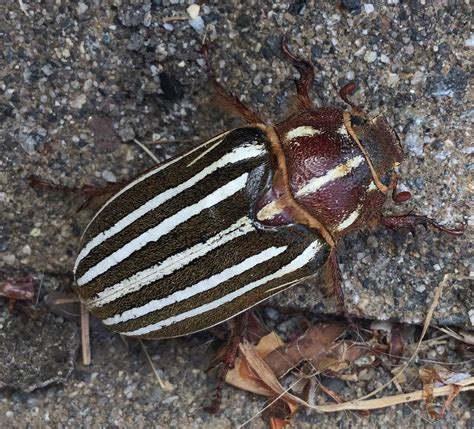 Ten-Lined June Beetles - The Daily Garden