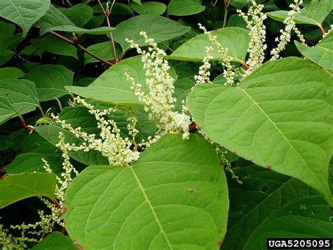 National Invasive Species Week: Part 2 - Muddy River Restoration Project