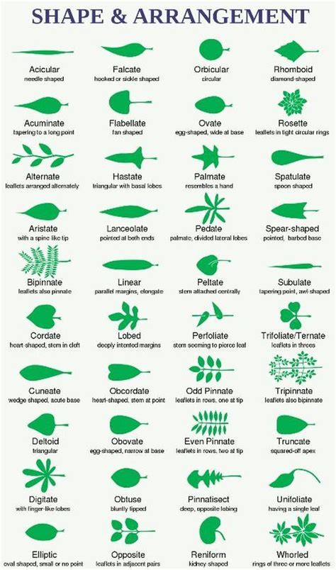 How to Identify a Tree Using Leaf Shape, Margin, and Venation | Leaf structure, Tree ...