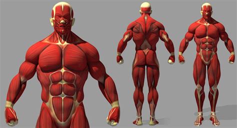 Muscle Anatomy Reference - 3D Model by dcbittorf