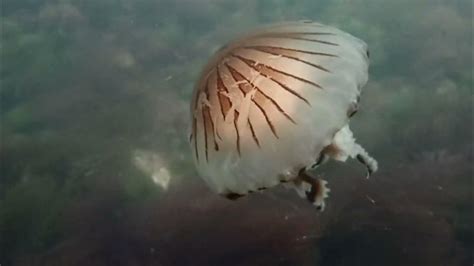 Jellyfish are plankton! - YouTube