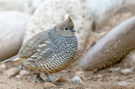 Scaled Quail - 2019122007 Photograph by Mike Timmons - Fine Art America