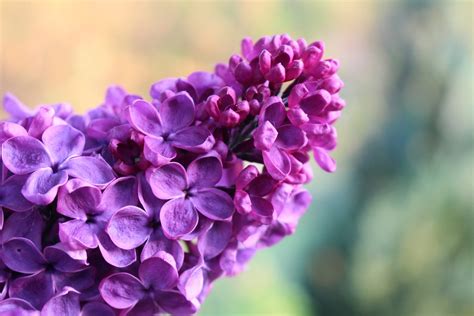 Free photo: Lilac, Spring, Bloom, Tree, Violet - Free Image on Pixabay ...