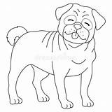 Pug Dog Isolated Coloring Page For Kids Stock Vector  Illustration Of sketch template