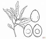 Print Avocado Coloring Pages For Kid sketch template