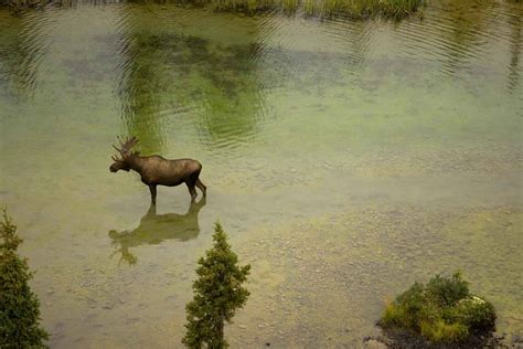 Free picture: aerial, photo, moose, river