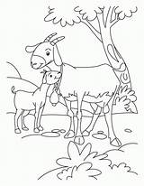 Pygmy Goats Coloring Page  Home sketch template