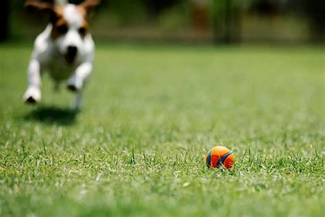 Artificial Turf for Dogs Pros and Cons - Is Artificial Turf the Best Option for Your Dog ...