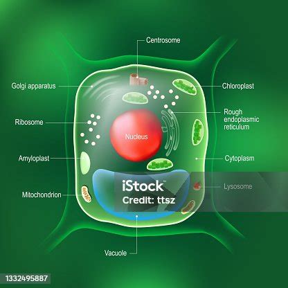 Amyloplast Structure