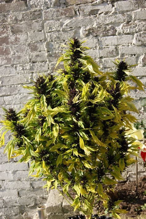 Frisian Duck outdoor grow review | Dutch Passion Blogs