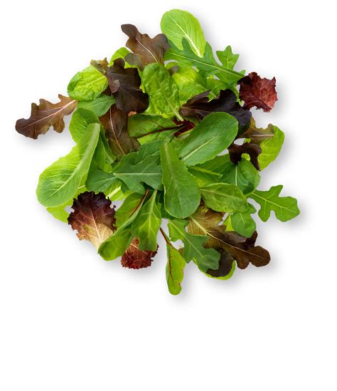 Spring Mix Lettuce Information | Learn About Spring Mix Lettuce