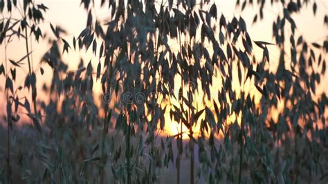 Oat Field. Ripe Oat Ears at Sunset. Scenic Summer Landscape. Oat - Avena Sativa. Organic ...