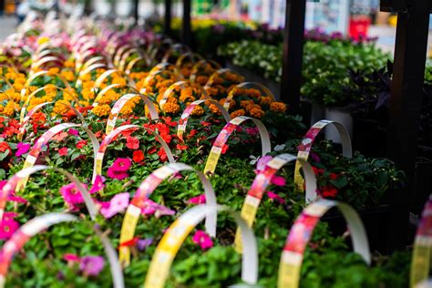 Photo Gallery: Spring in full bloom at the Lowe's garden center | Lowe ...