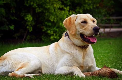 labrador-retriever Dog Price: Buy KCI Registered labrador-retriever Puppies for sale in India ...