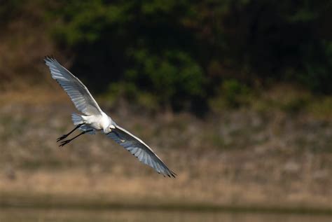 Photo of a White Bird Flying · Free Stock Photo