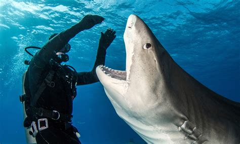 Watch This Dramatic Video of a Massive Shark Attacking a Group of Scuba Divers - A-Z Animals