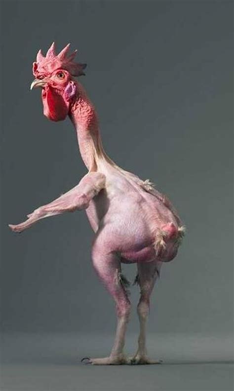 Hairless Chicken - Tim Flach "More Than Human". | Сумасшедшие животные, Фотографии животных ...
