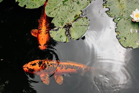 Top 5 Most Common Problems with Koi Ponds - Fish Vet