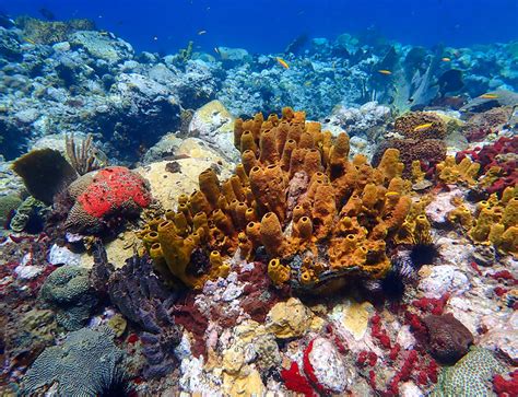 St Lucia Snorkeling - By Beach And Boat On The Leeward Side