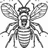 Honey Bee Coloring Page · Creative Fabrica sketch template