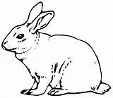 Realistic Bunny Coloring Pages At GetColoringscom  Free Printable sketch template