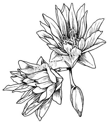 Bitterroot, Lewisia rediviva | Floral tattoo design, Golden artist ...