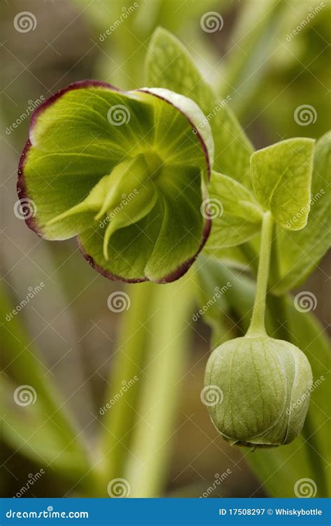 Stinking Hellebore stock image. Image of british, stinking - 17508297