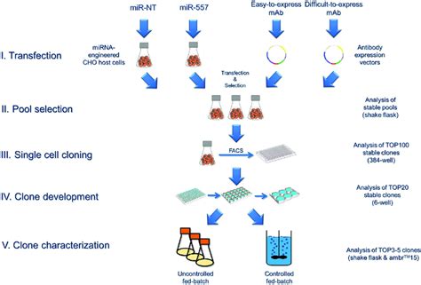 Overview on the cell line development process used in this study ...