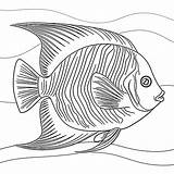 Angelfish Free Printable coloring Page  Download Print Or Color sketch template