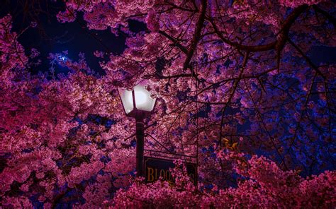 Download wallpaper 2560x1600 sakura, blossoms, lantern, night, spring widescreen 16:10 hd background