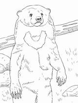 Dibujos De Oso Para Colorear E Imprimir– ColoringOnlyCom sketch template