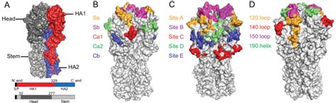 Hemagglutinin (HA) structure and antigenic binding sites. (A) Structure... | Download Scientific ...