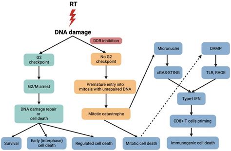 Cancers | Free Full-Text | Targeting the DNA Damage Response and DNA Repair Pathways to Enhance ...