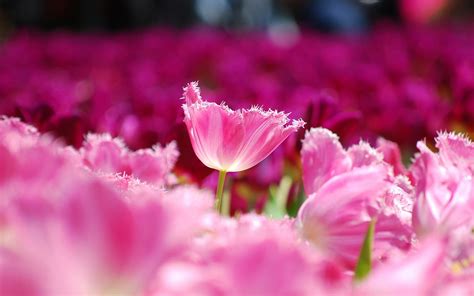 Awesome Spring Tulip - Wallpaper, High Definition, High Quality, Widescreen