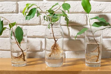 10 Plants that Grow in Water - Wild Plantage - The Houseplants ...