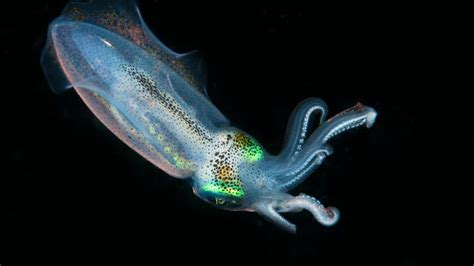 Squid tentacles offer pollution solution | News | The Times