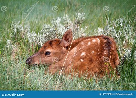 Sweet Baby Elk Calf Hiding in Grassy Pasture Stock Image - Image of ...