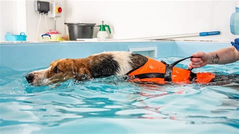 How To Find The Best Canine Hydrotherapy Services Near You - Amazing Pets Training Tips