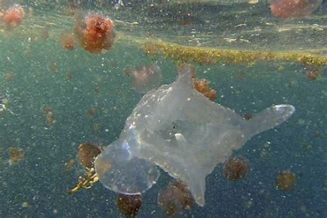 Giant new species of lethal jellyfish discovered in Australian waters - The Verge
