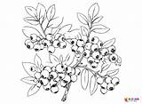 20  Blueberry Coloring Pages Free Printable PDF & Online sketch template