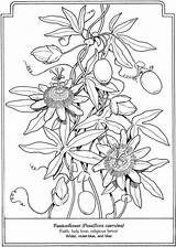 Botany Coloring Book Pages sketch template